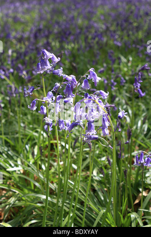 Die Glockenblumen am alten Simm Wäldchen auf den North Downs zwischen Effingham und Gomshall in der Nähe von Dorking, Surrey, England, UK. Stockfoto