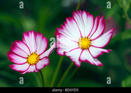 Mexikanische Aster Blüte, Garten Kosmos (Cosmos Bipinnatus) Stockfoto