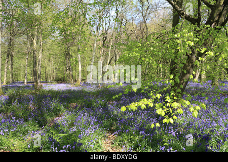 Die Glockenblumen am alten Simm Wäldchen auf den North Downs zwischen Effingham und Gomshall in der Nähe von Dorking, Surrey, England, UK. Stockfoto