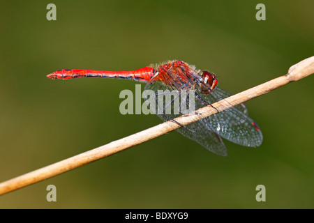 Männliche Ruddy Darter (Sympetrum Sanguineum), männliche nehmen ein Sonnenbad auf einem Grashalm Stockfoto