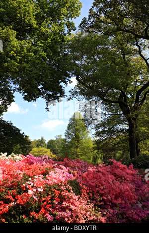 Isabella Plantation in Richmond Park, Süd-west London, England, UK. Stockfoto