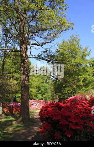 Isabella Plantation in Richmond Park, Süd-west London, England, UK. Stockfoto