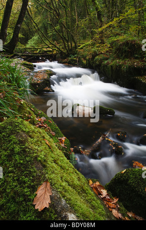 Golitha Falls, ein Wasserfall am Rand des Bodmin Moor, Cornwall, England Stockfoto