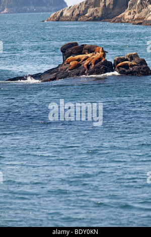 Seward, Alaska - Steller Seelöwen ruht auf einem Felsen im Kenai-Fjords-Nationalpark. Stockfoto