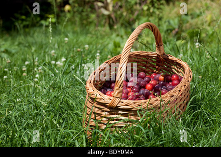 Ein Korb mit wild Cherry Pflaumen auf dem Rasen liegend Stockfoto
