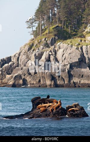 Seward, Alaska - Steller Seelöwen ruht auf einem Felsen im Kenai-Fjords-Nationalpark. Stockfoto