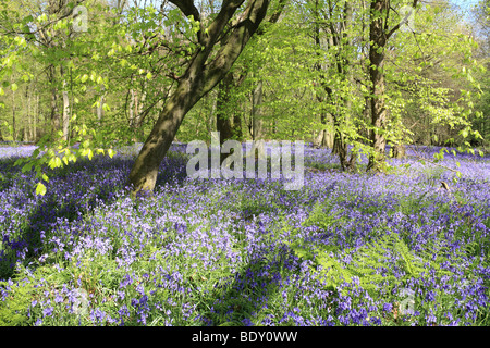 Die Glockenblumen am alten Simm Wäldchen auf den North Downs zwischen Effingham und Gomshall in der Nähe von Dorking, Surrey, England, UK. Stockfoto