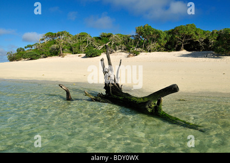 Treibholz am Sandstrand von Heron Island, Capricornia Cays National Park, Great Barrier Reef, Queensland, Australien Stockfoto