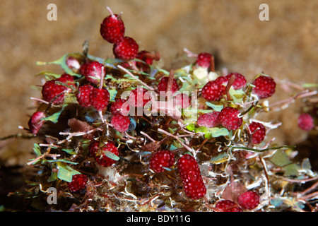 Seescheide Kolonie (Didemnum Molle) Bali, Insel, Lesser Sunda-Inseln, Bali Meer, Indonesien, Indischer Ozean, Asien Stockfoto