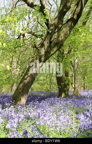 Die Glockenblumen am alten Simm Wäldchen auf den North Downs zwischen Effingham und Gomshall in der Nähe von Dorking, Surrey, England, UK. Stockfoto