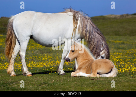 Stute und Fohlen; Pembrokeshire von öffentlichen Fußweg genommen Stockfoto