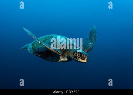 Grüne Meeresschildkröte (Chelonia Mydas) Schwimmen im Freiwasser, geschützt, Darwin Insel, Galapagos-Archipel, UNESCO Welt Welterbekonvention Stockfoto