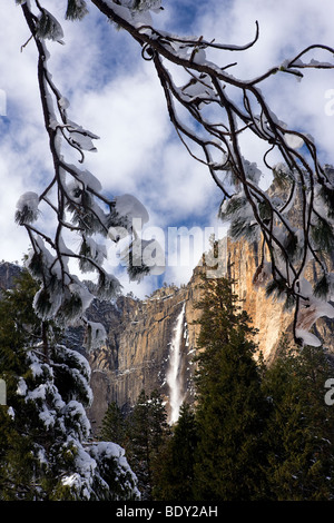 Upper Yosemite Falls umrahmt von schneebedeckten Kiefer Bögen, Yosemite-Nationalpark, Kalifornien, USA. Stockfoto