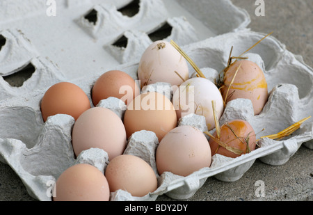 Bio-braunen Eiern frisch von den Hühnern vor dem Waschen. Stockfoto