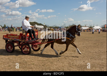 Ein Pferd zieht eine kleine eingerichtete Karre an ein Land zeigen, in Essex. Stockfoto