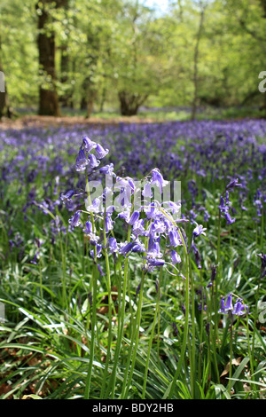 Die Glockenblumen am alten Simm Wäldchen auf den North Downs zwischen Effingham und Gomshall in der Nähe von Dorking, Surrey, England, UK. Stockfoto