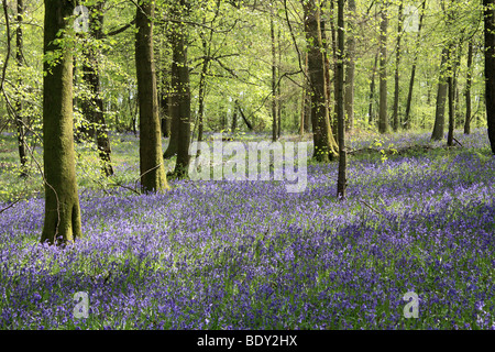 Die Glockenblumen am alten Simm Wäldchen auf den North Downs zwischen Effingham und Gomshall in der Nähe von Dorking, Surrey, England, UK. Stockfoto