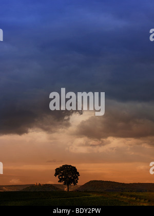 Baum auf Wiese mit Gewitterwolken, Thüringen, Deutschland, Europa Stockfoto