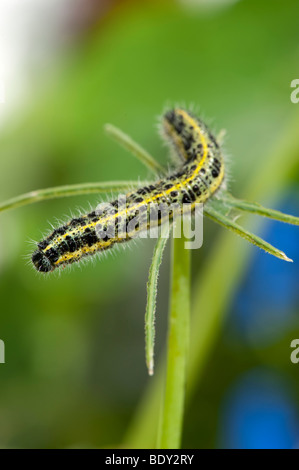 Caterpillar Larven des großen weißen Schmetterlings ernähren sich von Gartenpflanzen Stockfoto