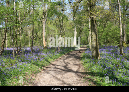 Die Glockenblumen am alten Simm Wäldchen auf den North Downs zwischen Effingham und Gomshall in der Nähe von Dorking, Surrey, England, UK. Stockfoto