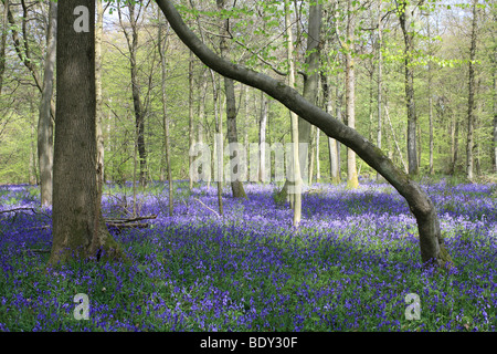 Die Glockenblumen am alten Simm Wäldchen auf den North Downs zwischen Effingham und Gomshall in der Nähe von Dorking, Surrey, England, UK. Stockfoto