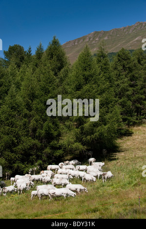 Piemontese Vieh weidete in den italienischen Alpen in der Nähe von Sestriere. Italien Stockfoto