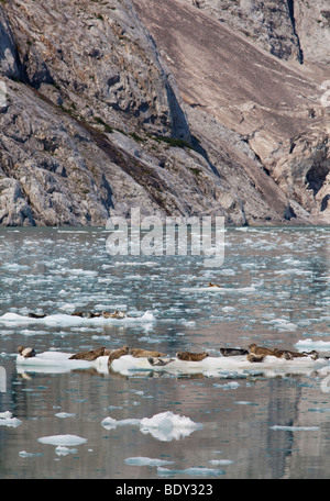 Seward, Alaska - Seehunde ruhen auf Eisschollen im nordwestlichen Fjord in Kenai Fjords Nationalpark. Stockfoto