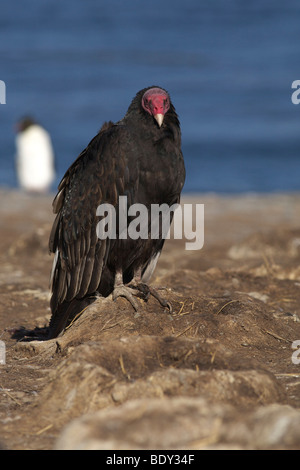 Türkei-Geier (Cathartes Aura Falklandica), Falkland-Inseln, Südamerika Stockfoto