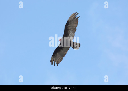 Türkei-Geier (Cathartes Aura Falklandica), Falkland-Inseln, Südamerika Stockfoto