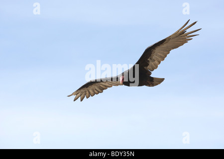 Türkei-Geier (Cathartes Aura Falklandica), Falkland-Inseln, Südamerika Stockfoto