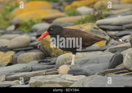 Schwärzlich Austernfischer (Haematopus Ater), Falkland-Inseln, Südamerika Stockfoto