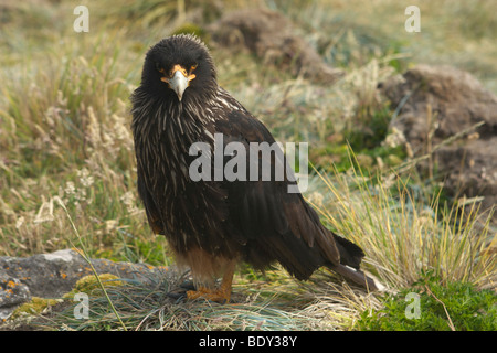 Gekerbten Karakara (Phalcoboenus Australis), Falkland-Inseln, Südamerika Stockfoto