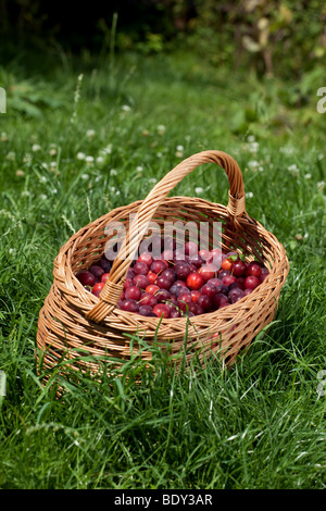 Ein Korb mit wild Cherry Pflaumen auf dem Rasen liegend Stockfoto