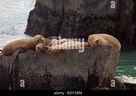 Seward, Alaska - Steller Seelöwen ruht auf einem Felsen im Kenai-Fjords-Nationalpark. Stockfoto