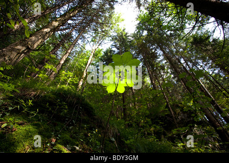 Rosskastanie (Aesculus Hippocastanum) Bäumchen, Wald in der Nähe der Myra fällt, Niederösterreich, Österreich, Europa Stockfoto