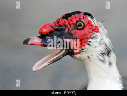 Barbarie-Ente (Cairina Moschata), Männlich, drake Stockfoto