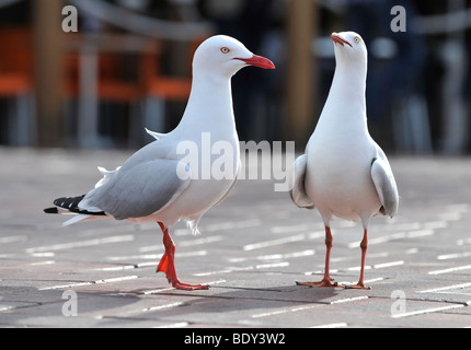 Silber, Möwe, Möwen (Chroicocephalus Novaehollandiae), New-South.Wales, Australien Stockfoto