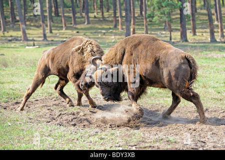 Eurasische Bisons (Bison Bonasus), kämpfen Stockfoto