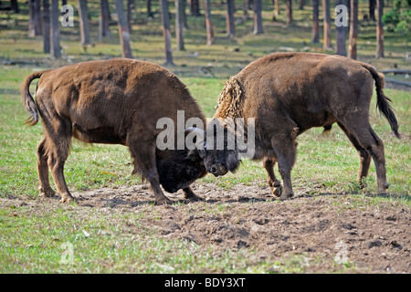 Eurasische Bisons (Bison Bonasus), kämpfen Stockfoto