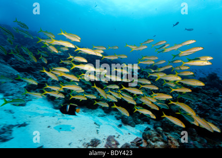 Schwarm von mexikanischen Goatfish (Mulloidithys Dentatus) schwimmen über ein Riff, Darwin Insel, Galapagos-Archipel, UNESCO Welt Heri Stockfoto