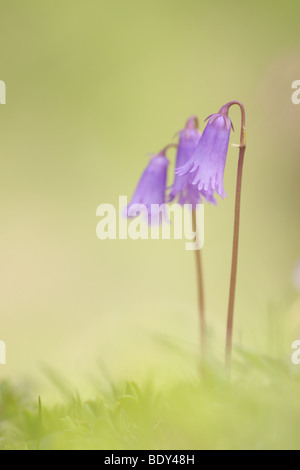 Kleinen Snowbell (Soldanella Alpicola), der Schweiz, Europa Stockfoto