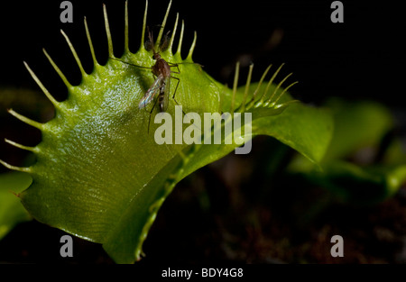 Venusfliegenfalle (Dionaea Muscipula) Stockfoto