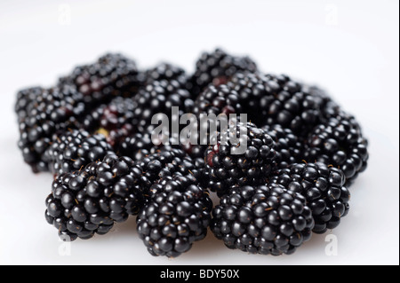 Brombeeren (Rubus Sectio Rubus) Stockfoto