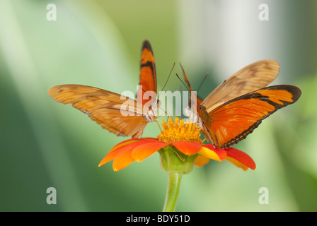 Drei Dryas Iulia Schmetterlinge ernähren sich von einer Orange gefärbte Blume Stockfoto