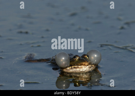 Seefrosch (Rana Ridibunda, Syn: außer Ridibundus) mit erweiterten stimmlichen Säcke Stockfoto