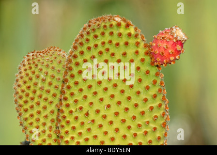 Rote Hasenohren Kaktus (Opuntia Microdasys), Teilansicht der Fruchtstand, Park Living Desert, Palm Desert, südlichen Neff Stockfoto