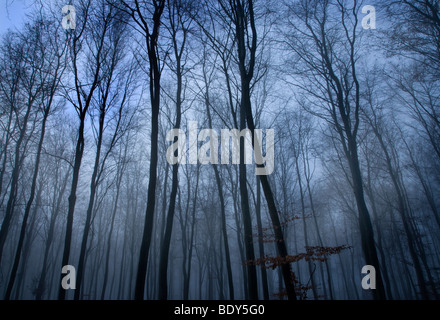 Herbstliche Bäume aus Holz mit frühen Morgennebel, Oxfordshire, England Stockfoto
