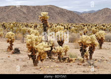 Teddybear Cholla (Cylindropuntia Bigelovii), Joshua Tree Nationalpark, Palm Desert, Kalifornien, USA Stockfoto