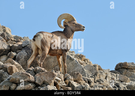 Männliche Dickhornschaf (Ovis Canadensis), Borrego Palm Canyon, Anza Borrega Desert State Park, Borrego Springs, Southern California Stockfoto