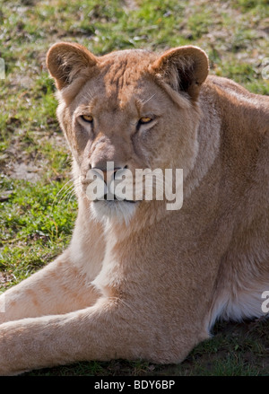 Löwin (Panthera Leo) Stockfoto